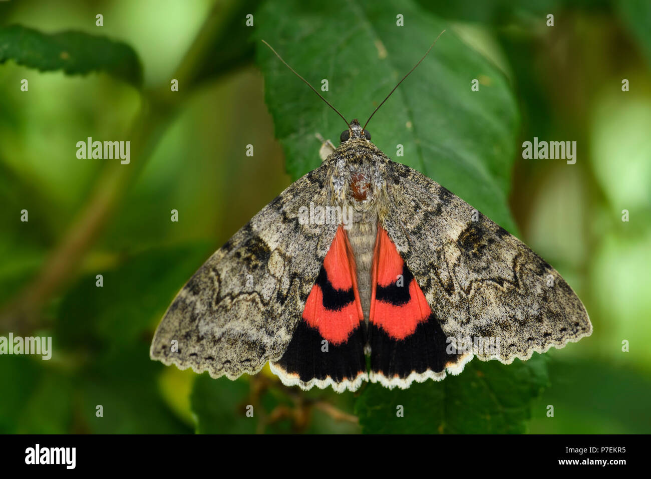 the French red underwing moth - Catocala elocata, beautiful large moth from European forests. Stock Photo