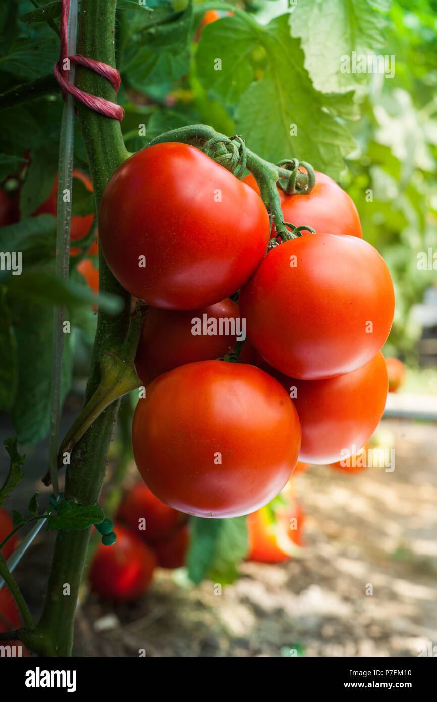 Ripe organic tomatoes in garden ready to harvest Stock Photo - Alamy