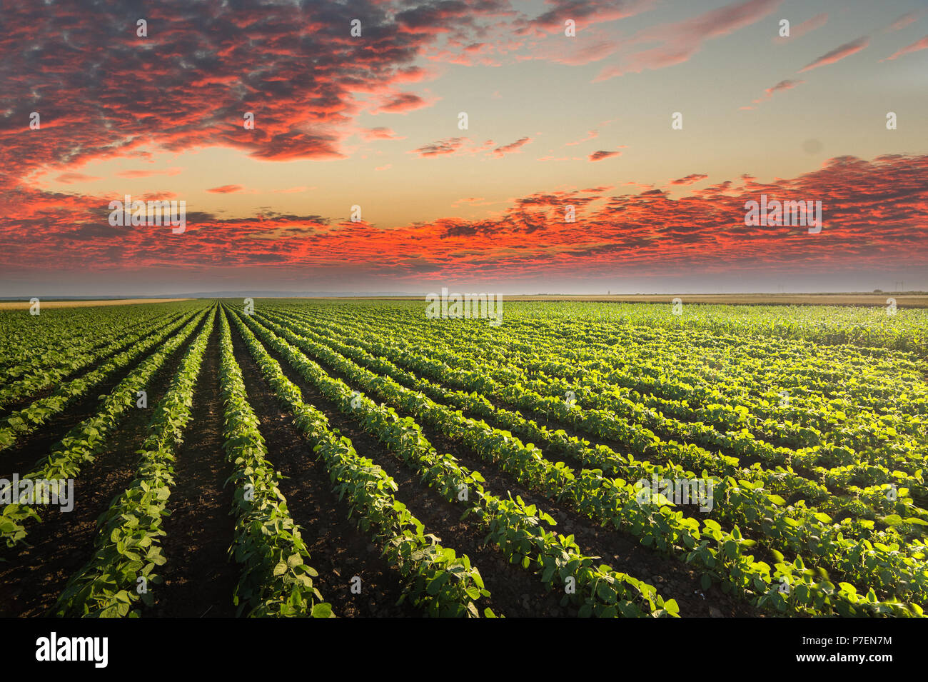 Soybean Field Rows in sunset Stock Photo - Alamy