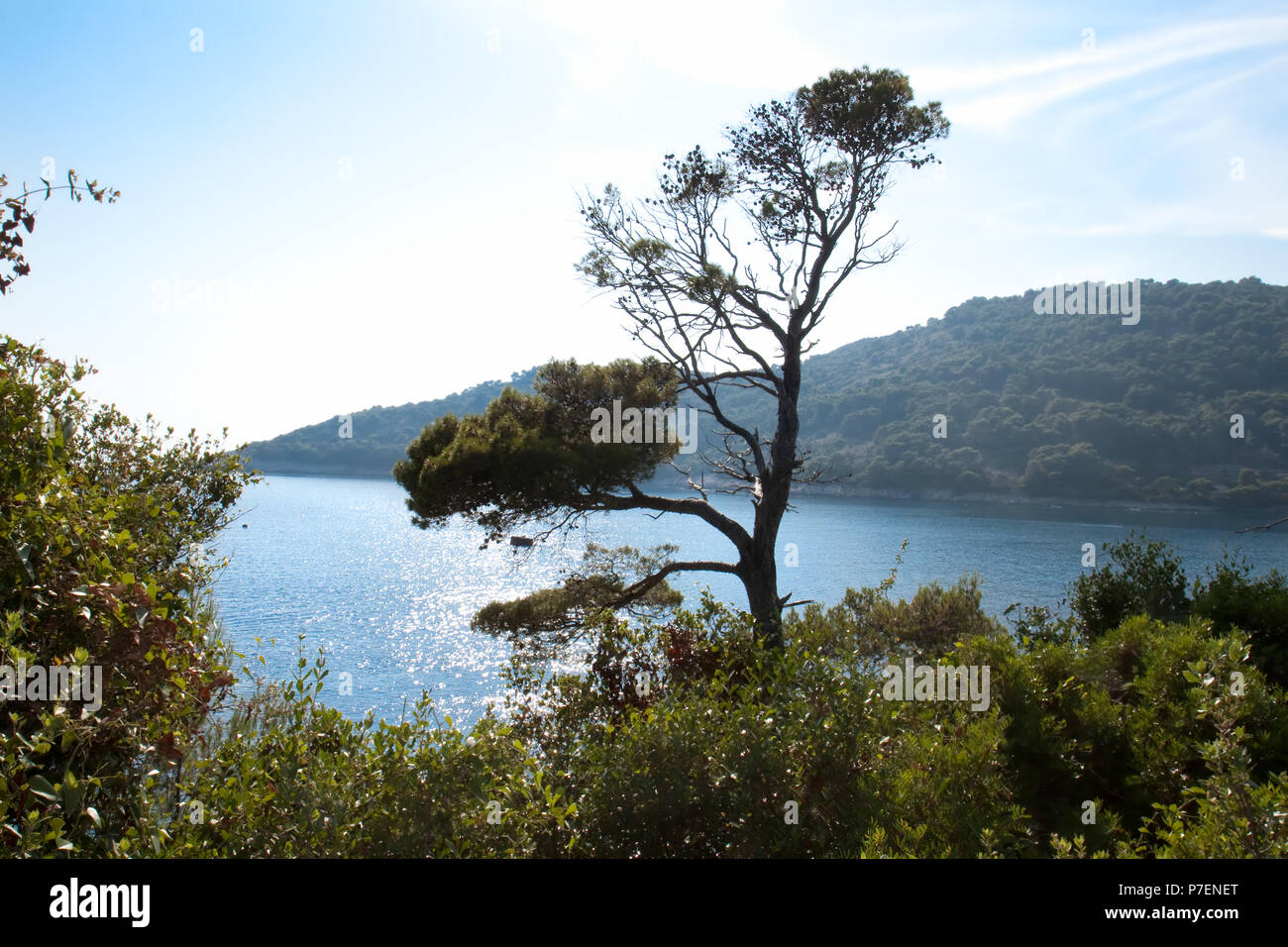 Sea Landscape with pine and blue water in sunset. Mljet, Croatia Stock Photo