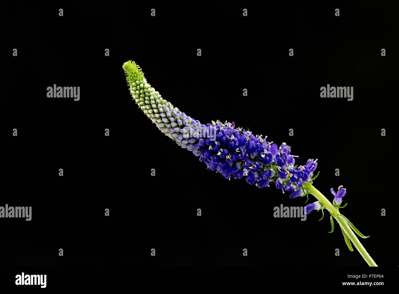 Blue flowers close up hi-res stock photography and images - Alamy