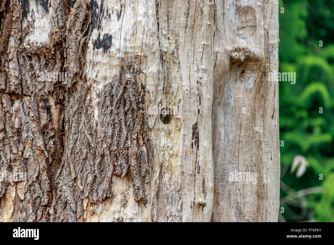 small face of baby woodpecker watching from tree Stock Photo