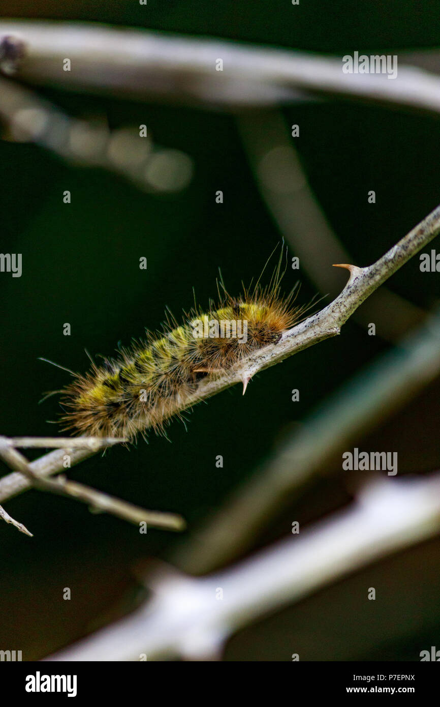 Big hairy caterpillar on branch hi-res stock photography and images - Alamy