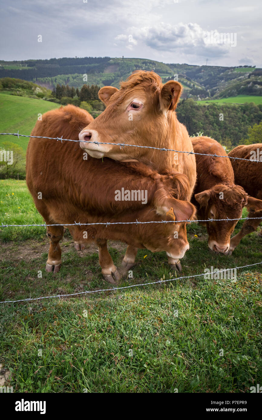 bulls on hill in Germany Stock Photo