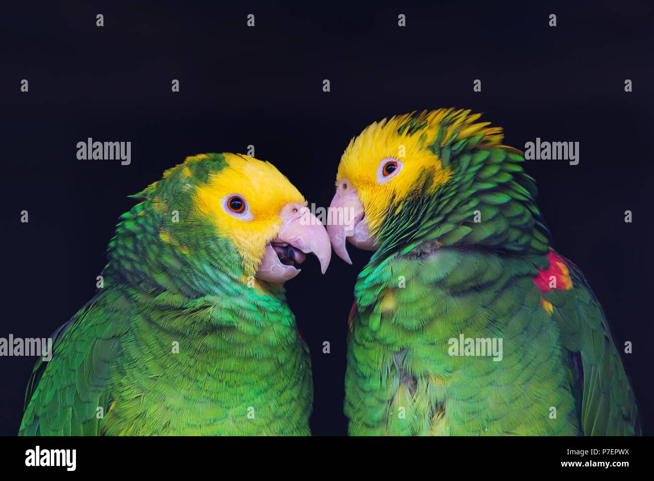 Two colorful parrots in friendly talk, Amazona ochrocephala oratrix, portrait. Stock Photo