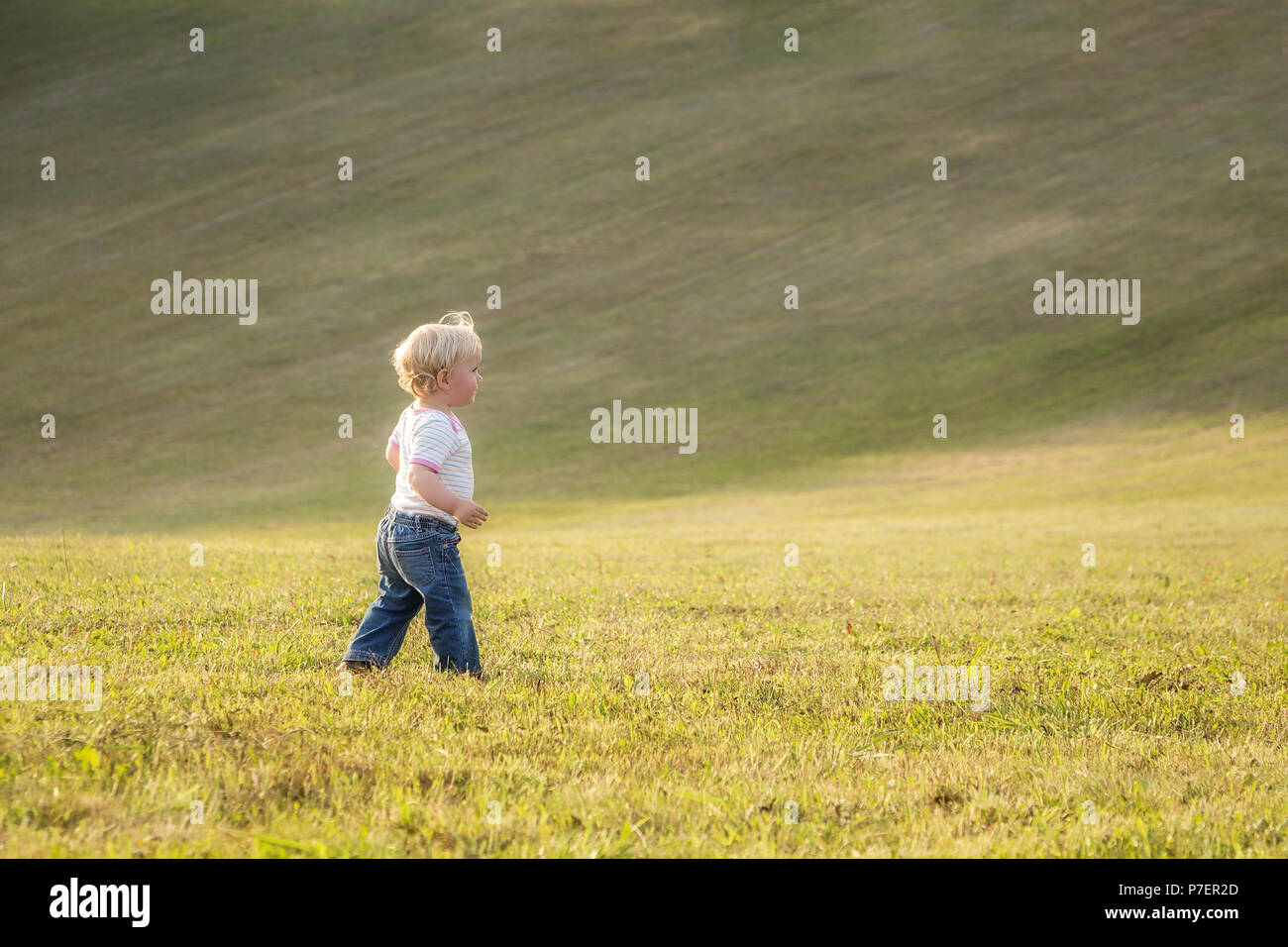 Child, baby girl, toddler, walking alone on a large meadow in late summer sun, end of August. Stock Photo