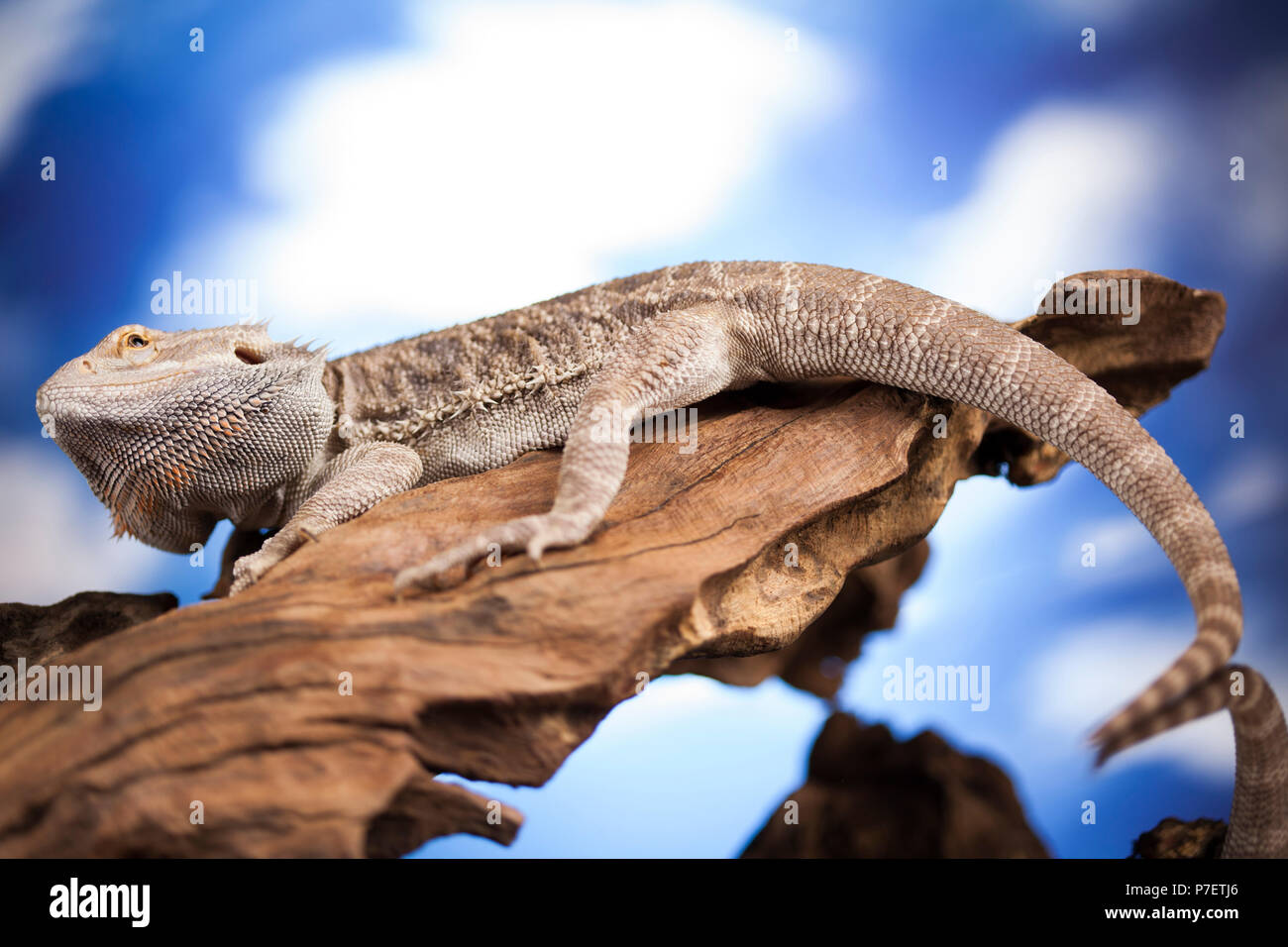 Pet, lizard Bearded Dragon on black background Stock Photo - Alamy
