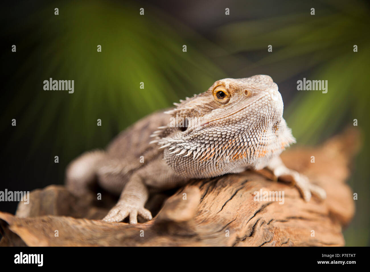 Root Bearded Dragon, Agama Lizard Stock Photo - Alamy