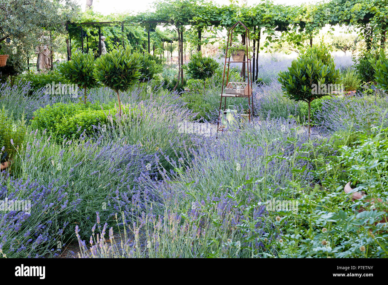 Lavender in garden Stock Photo