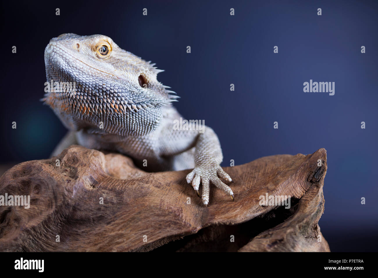 Root Bearded Dragon, Agama Lizard Stock Photo - Alamy