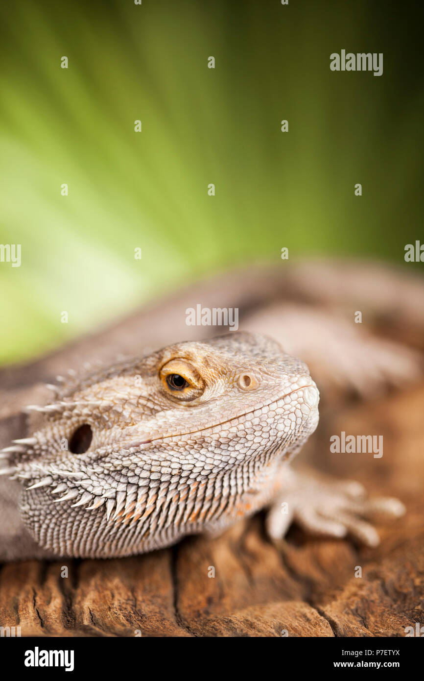 Root Bearded Dragon, Agama Lizard Stock Photo - Alamy