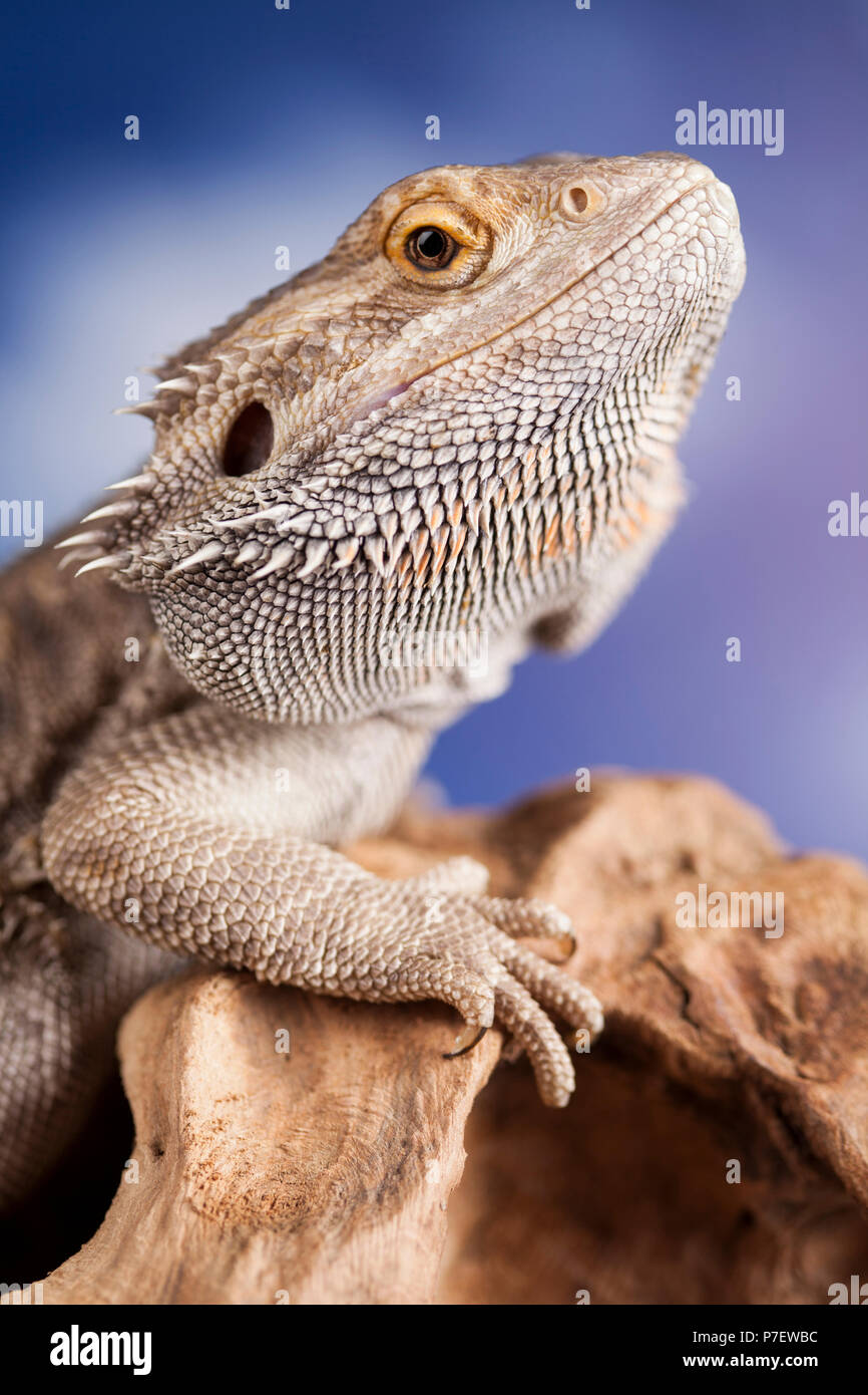 Pet, lizard Bearded Dragon on black background Stock Photo - Alamy