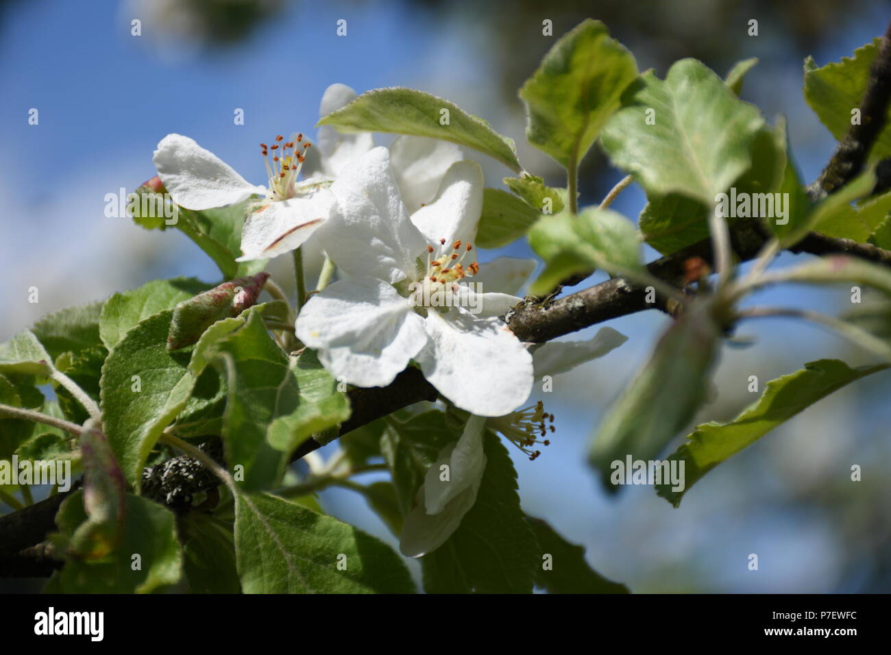 Apfelbaum, Apfel, Baum, Blüte, Blütezeit, Apfelblüte, Apfelblüten, Blüten, Ast, Äste, blühen, Frühling, Samen, Bestäuben, Blatt, Blätter, Bestäuben, A Stock Photo