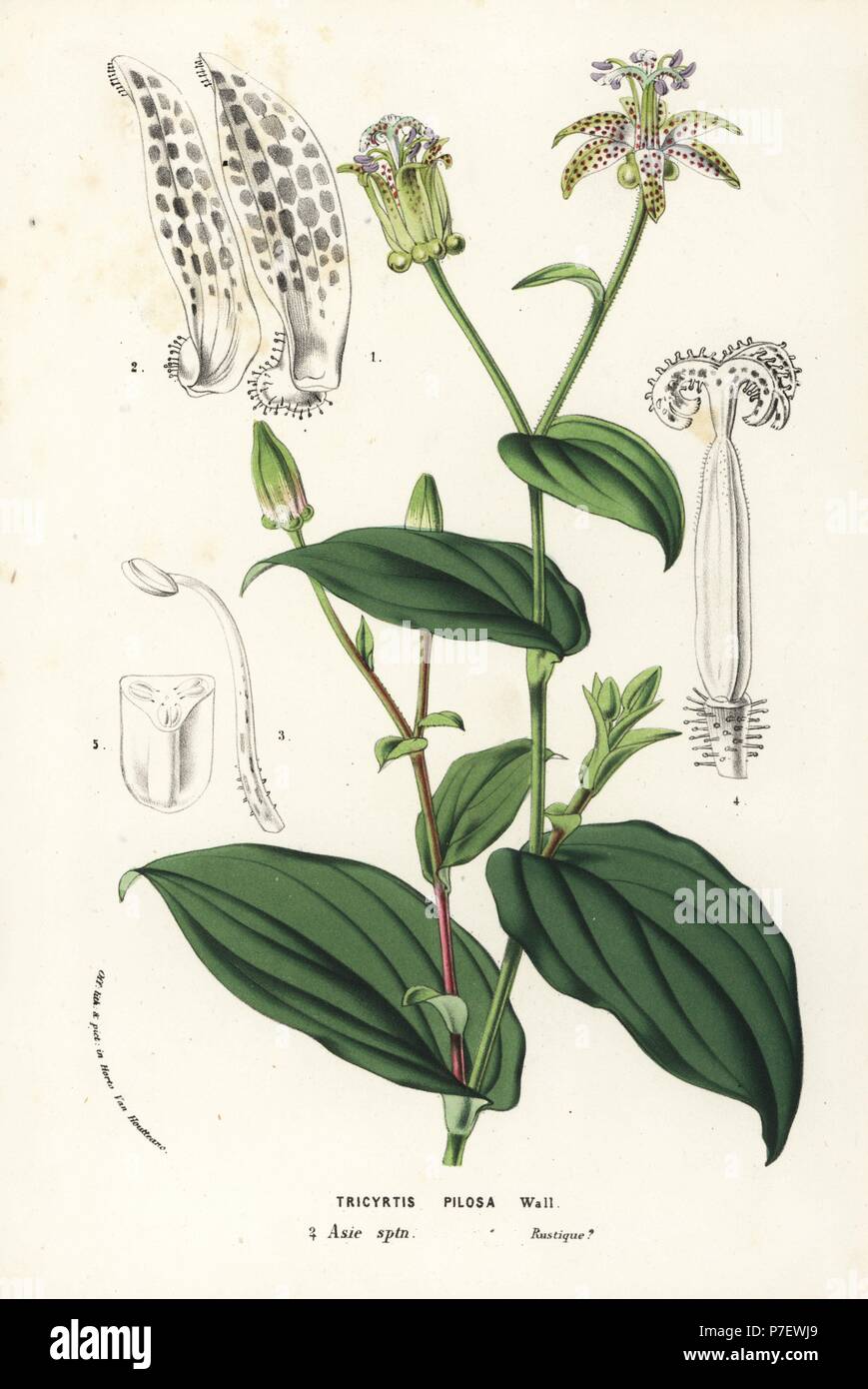 Toad lily, Tricyrtis maculata (Tricyrtis pilosa). Handcoloured lithograph from Louis van Houtte and Charles Lemaire's Flowers of the Gardens and Hothouses of Europe, Flore des Serres et des Jardins de l'Europe, Ghent, Belgium, 1857. Stock Photo