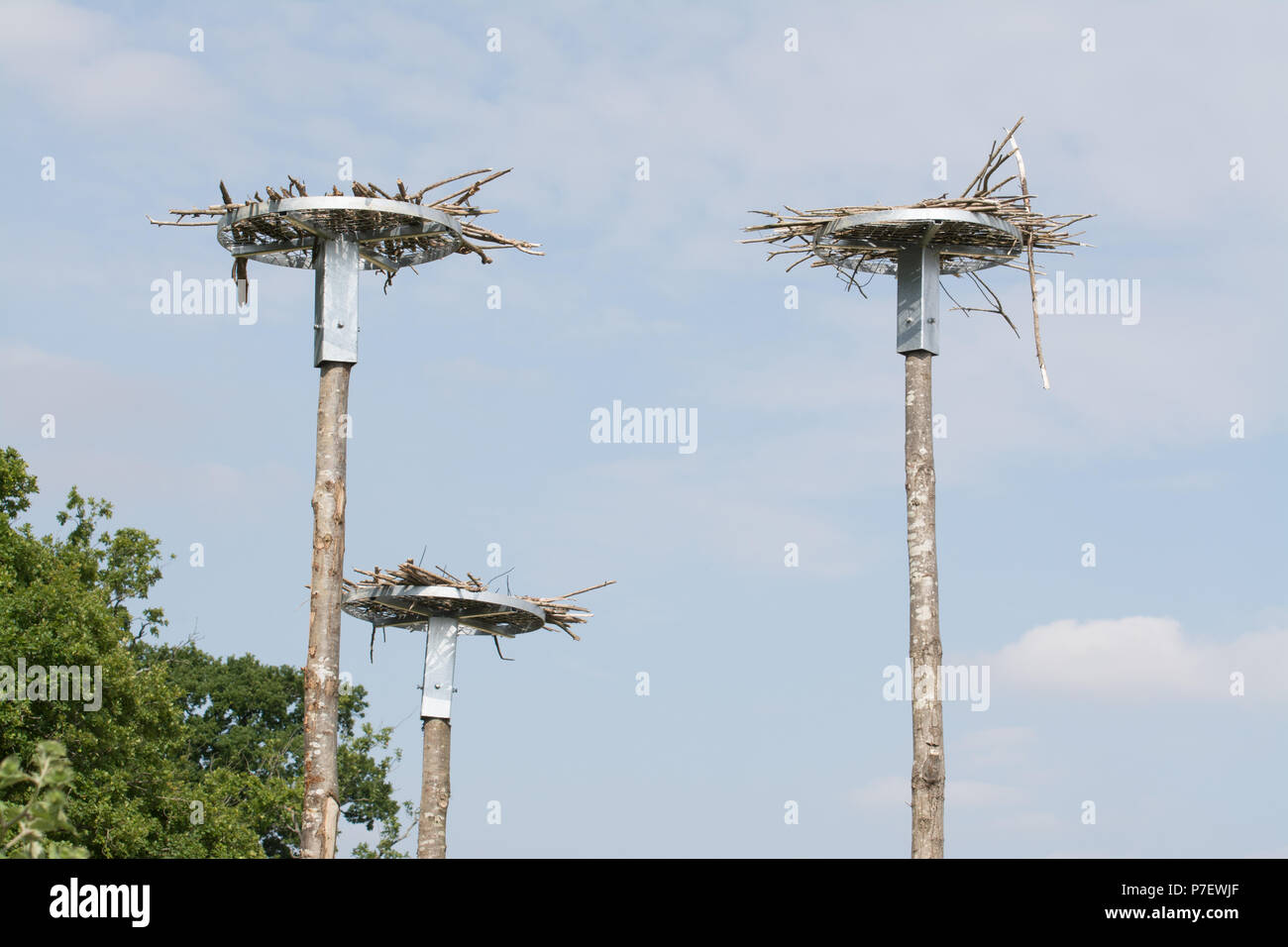 White stork nesting platforms at the Knepp Estate near Horsham, West Sussex, UK. These are for the white stork reintroduction project. Stock Photo