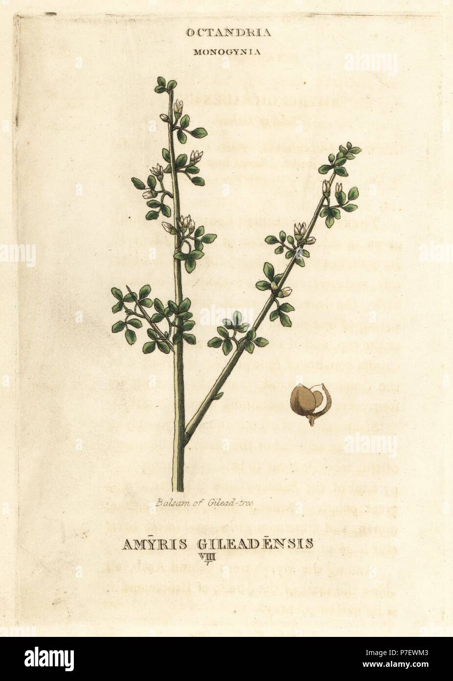 Balm of Gilead, Commiphora gileadensis (Balsam of Gilead tree, Amyris gileadensis). Handcoloured copperplate engraving after an illustration by Richard Duppa from his The Classes and Orders of the Linnaean System of Botany, Longman, Hurst, London, 1816. Stock Photo