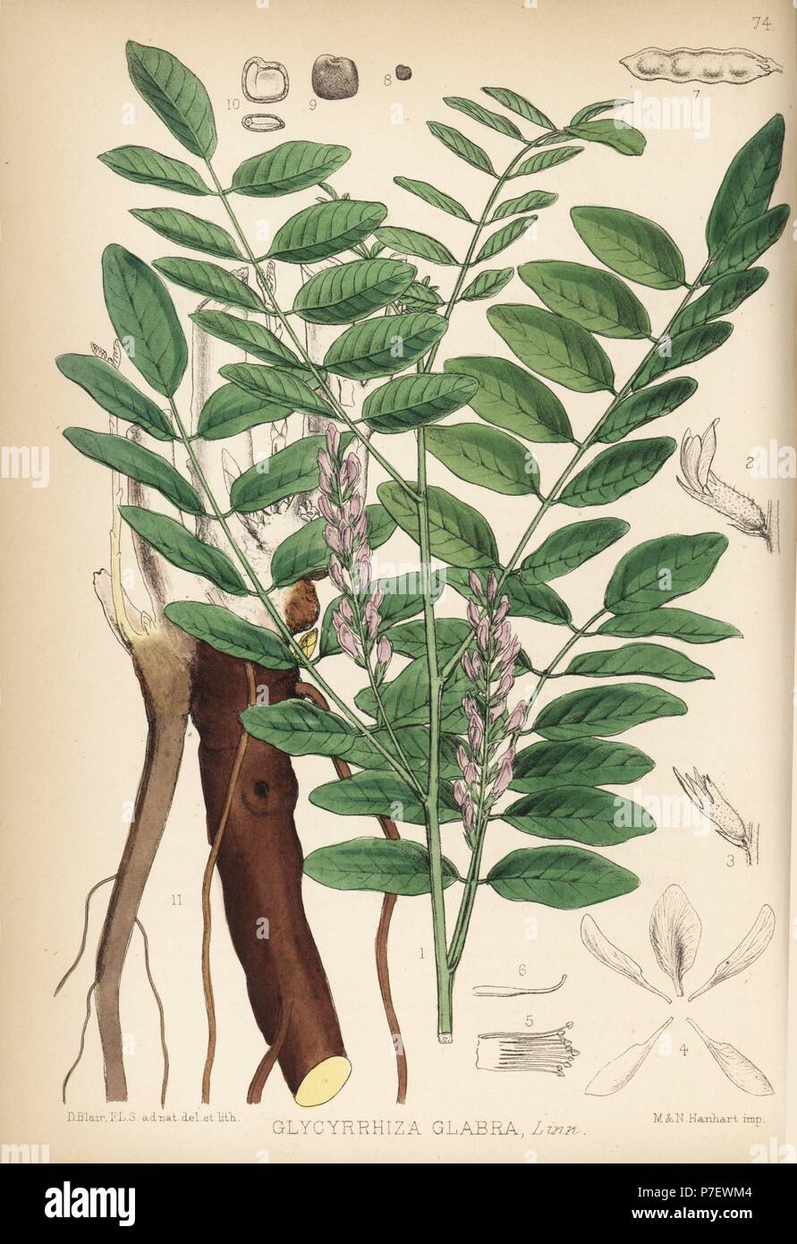 Licorice or liquorice, Glycyrrhiza glabra. Handcoloured lithograph by