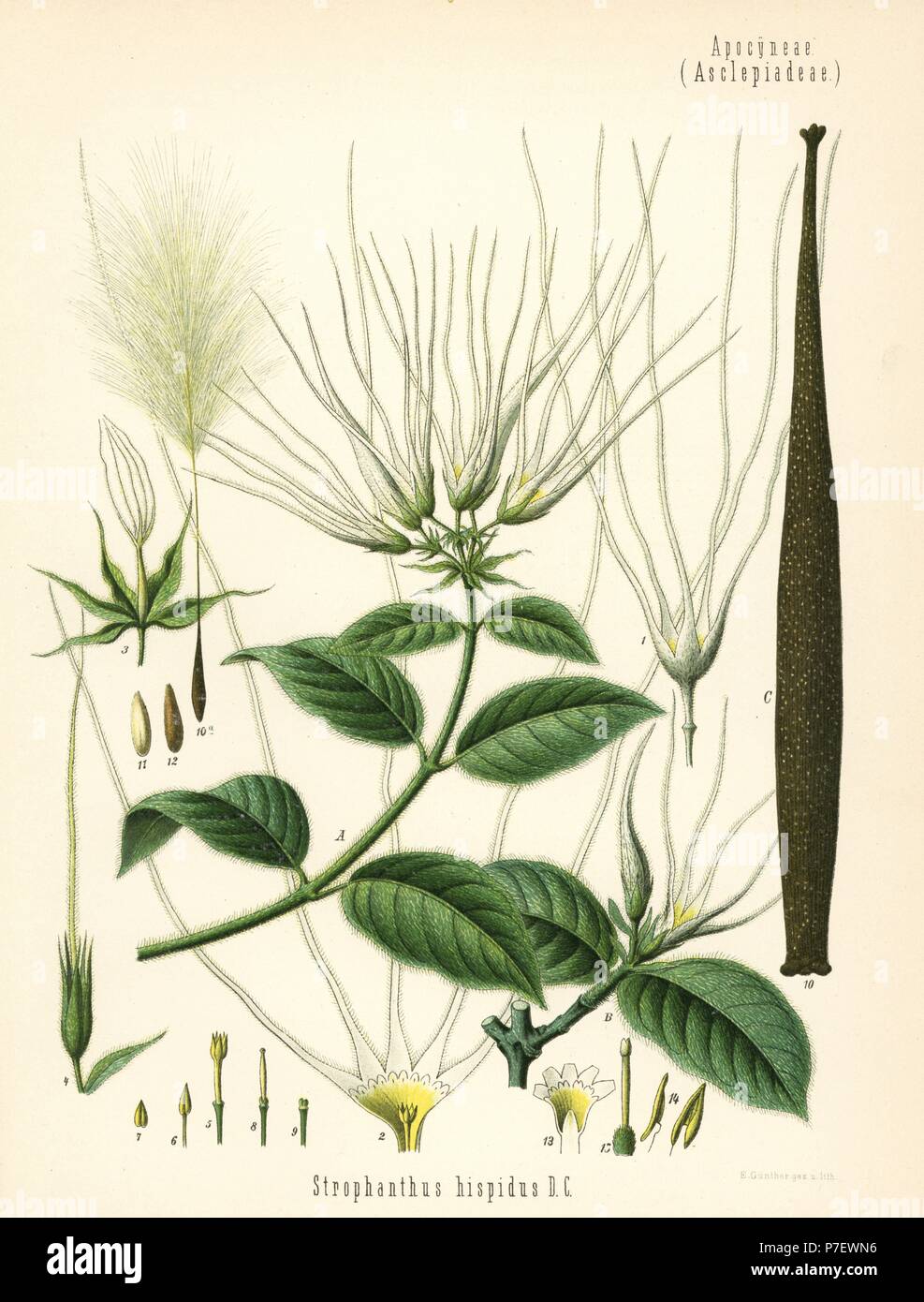 Strophanthus hispidus. Chromolithograph by E. Gunther after a botanical illustration from Hermann Adolph Koehler's Medicinal Plants, edited by Gustav Pabst, Koehler, Germany, 1887. Stock Photo