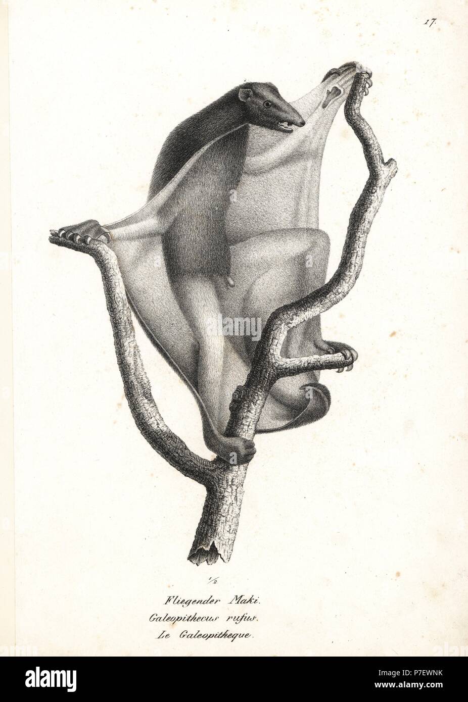 Sunda flying lemur, Galeopterus variegatus. Lithograph by Karl Joseph Brodtmann from Heinrich Rudolf Schinz's Illustrated Natural History of Men and Animals, 1836. Stock Photo