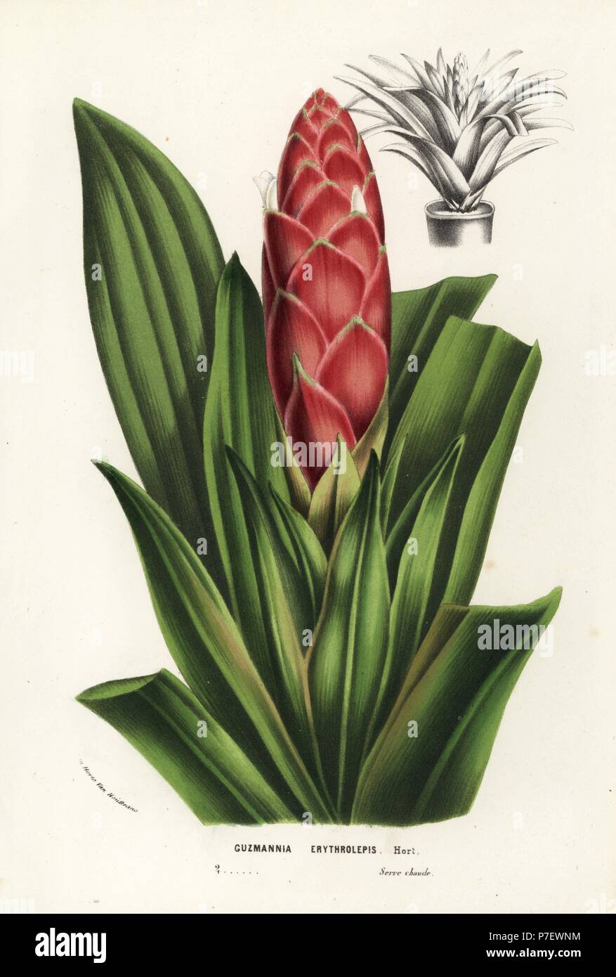Tufted airplant, Guzmania erythrolepis (Guzmannia erythrolepis). Handcoloured lithograph from Louis van Houtte and Charles Lemaire's Flowers of the Gardens and Hothouses of Europe, Flore des Serres et des Jardins de l'Europe, Ghent, Belgium, 1856. Stock Photo