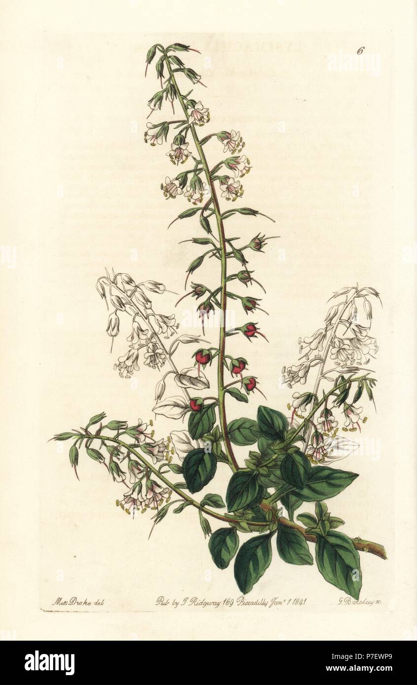 Lobelia-like loose-strife, Lysimachia lobelioides. Handcoloured copperplate engraving by George Barclay after an illustration by Miss Sarah Drake from Edwards' Botanical Register, edited by John Lindley, London, Ridgeway, 1841. Stock Photo