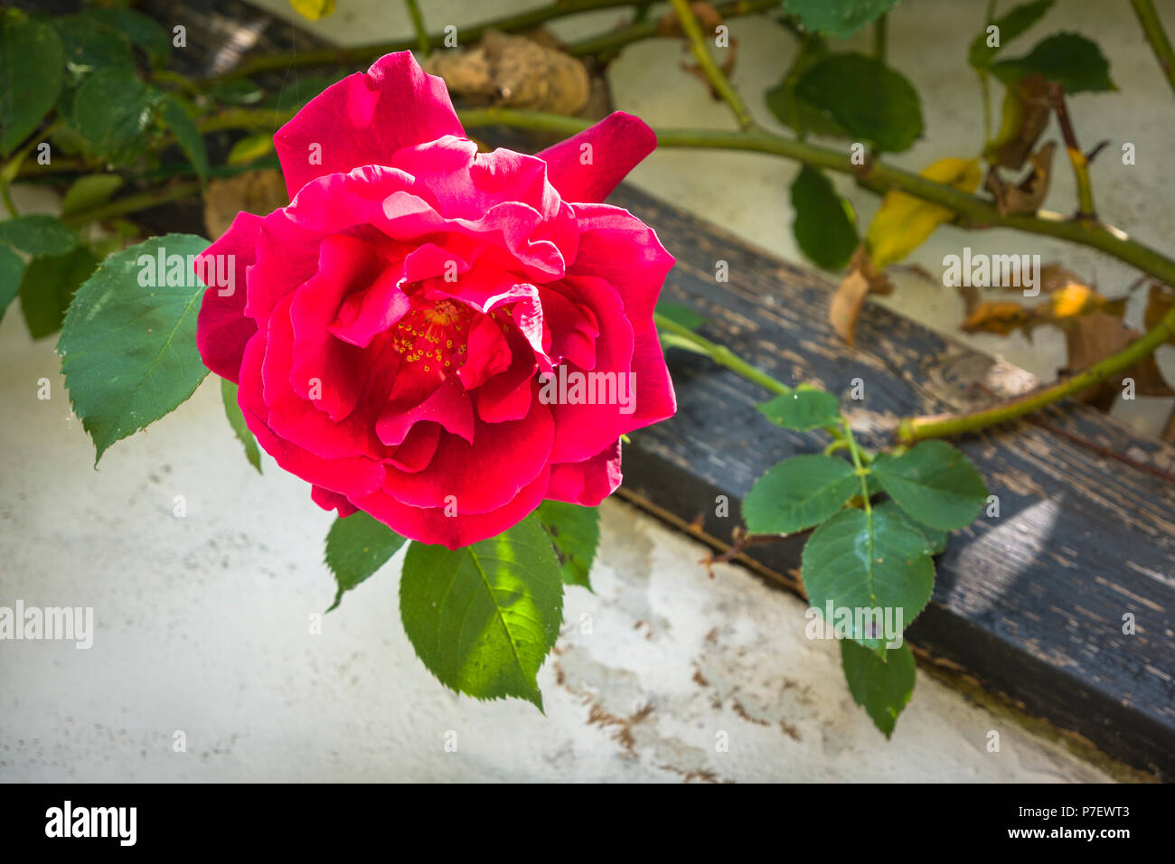 Rosa Etoile de Hollande is a fragrant vigorous climbing rose with a strong fruity scent Stock Photo