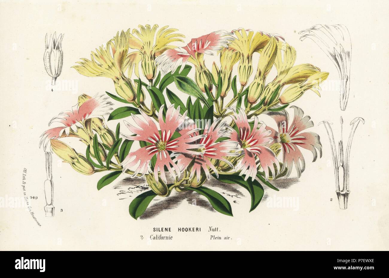 Hooker's Indian pink, Silene hookeri. Handcoloured lithograph from Louis van Houtte and Charles Lemaire's Flowers of the Gardens and Hothouses of Europe, Flore des Serres et des Jardins de l'Europe, Ghent, Belgium, 1874. Stock Photo