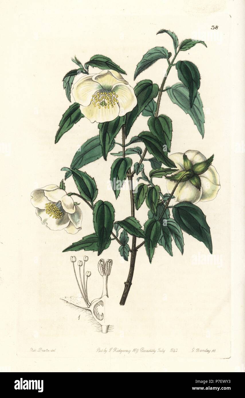 Mexican mock orange or Mexican syringa, Philadelphus mexicanus. Handcoloured copperplate engraving by George Barclay after an illustration by Miss Sarah Drake from Edwards' Botanical Register, edited by John Lindley, London, Ridgeway, 1842. Stock Photo