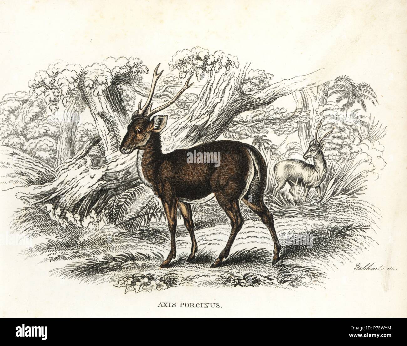 Hog deer, Axis porcinus, endangered. Handcoloured lithograph by Gebhart