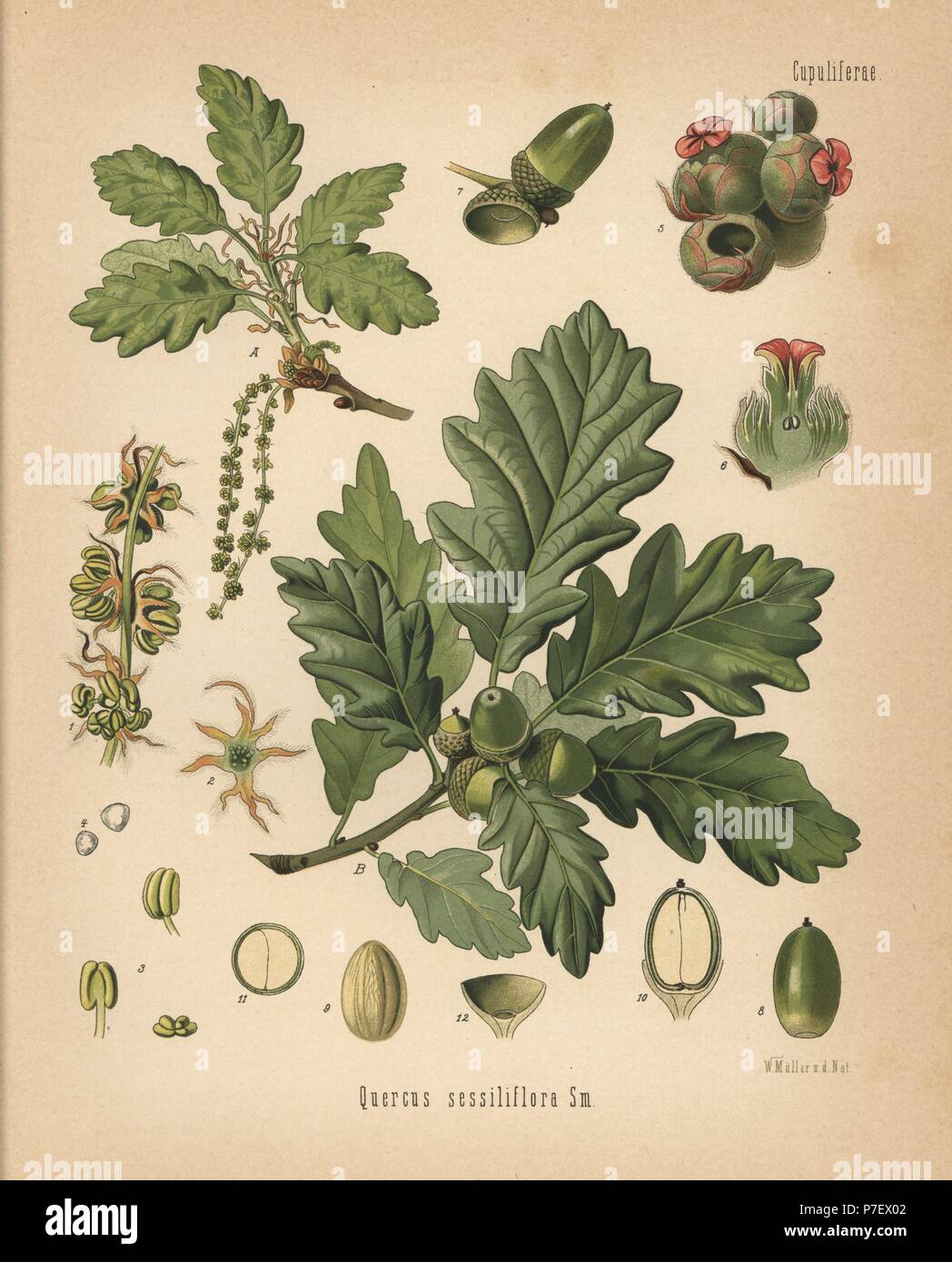 Sessile oak, Quercus petraea (Quercus sessiliflora). Chromolithograph after a botanical illustration by Walther Muller from Hermann Adolph Koehler's Medicinal Plants, edited by Gustav Pabst, Koehler, Germany, 1887. Stock Photo