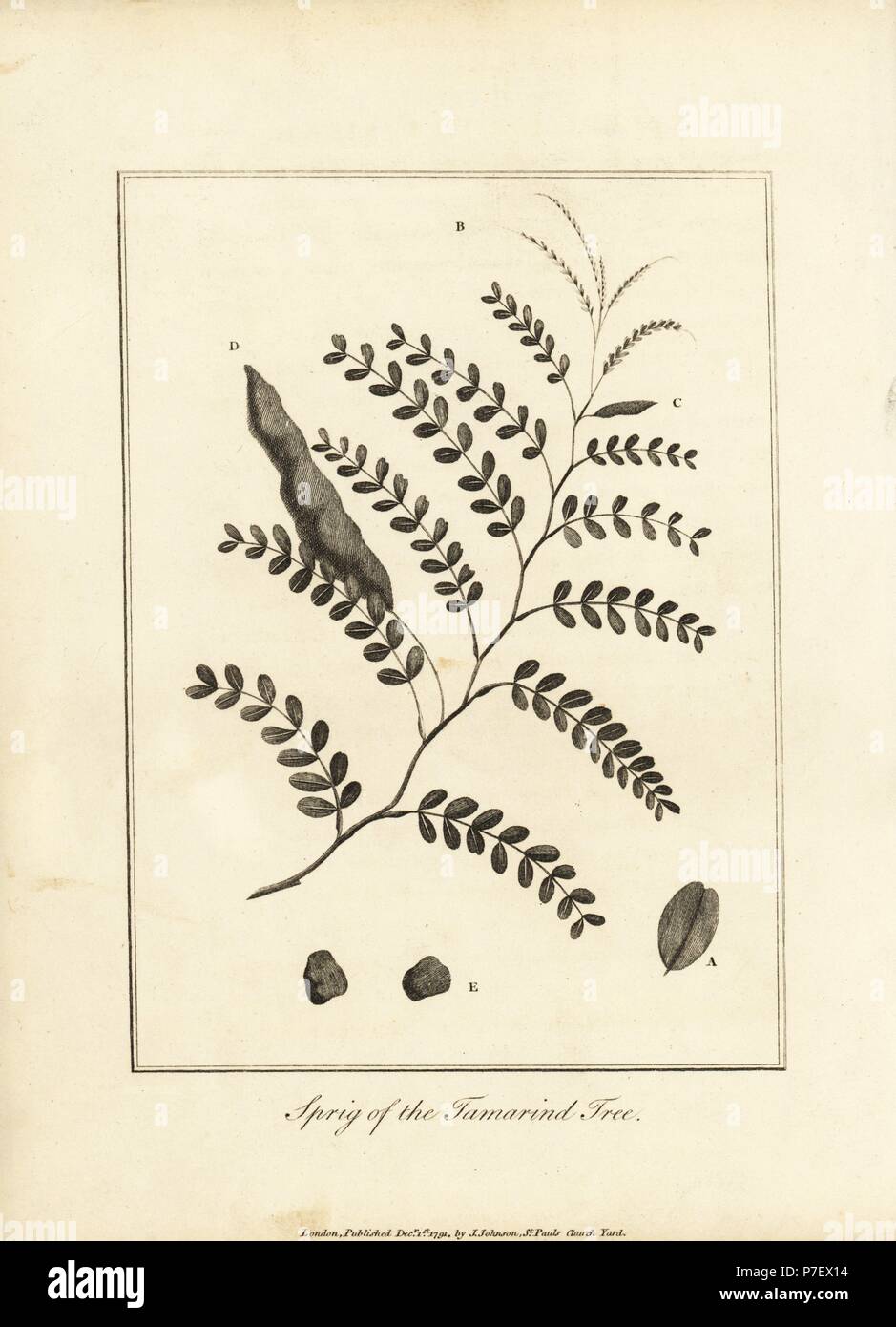 Sprig Of The Tamarind Tree Tamarindus Indica With Leaves And Pod Copperplate Engraving After An Original Illustration By Captain John Gabriel Stedman From His Narrative Of A Five Years Expedition Against The