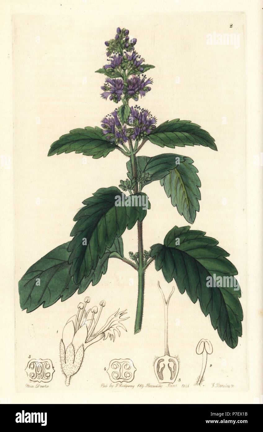Bluebeard, Caryopteris incana (Chinese beardwort, Mastacanthus sinensis). Handcoloured copperplate engraving by George Barclay after an illustration by Miss Sarah Drake from Edwards' Botanical Register, edited by John Lindley, London, Ridgeway, 1846. Stock Photo
