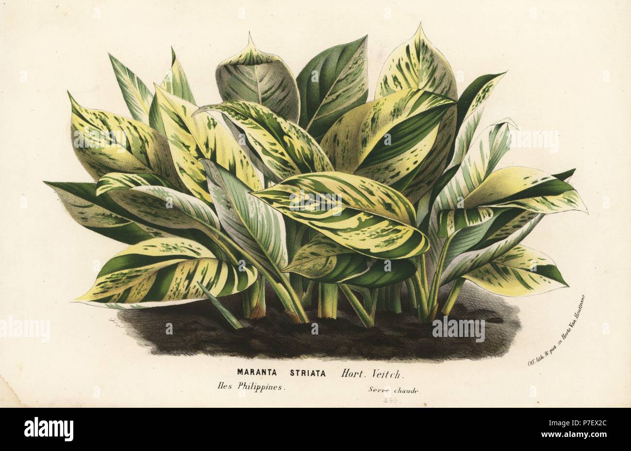 Striped prayer plant, Maranta striata. Handcoloured lithograph from Louis van Houtte and Charles Lemaire's Flowers of the Gardens and Hothouses of Europe, Flore des Serres et des Jardins de l'Europe, Ghent, Belgium, 1862-65. Stock Photo