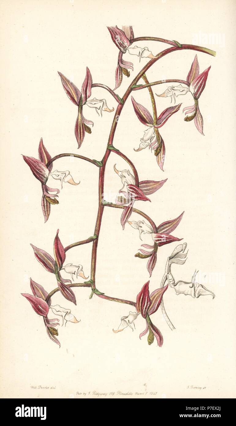 Gongora aromatica orchid (White-lipped, toad-skinned gongora, Gongora bufonia var. leucochila). Handcoloured copperplate engraving by George Barclay after an illustration by Miss Sarah Drake from Edwards' Botanical Register, edited by John Lindley, London, Ridgeway, 1847. Stock Photo
