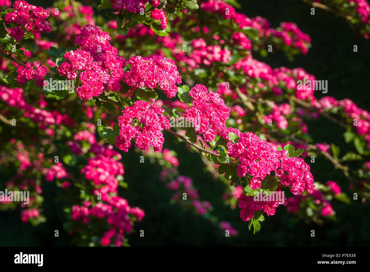Double-flowered ornamental hawthorn Crataegus Paul's Scarlet in full flower in May in an English garden UK Stock Photo