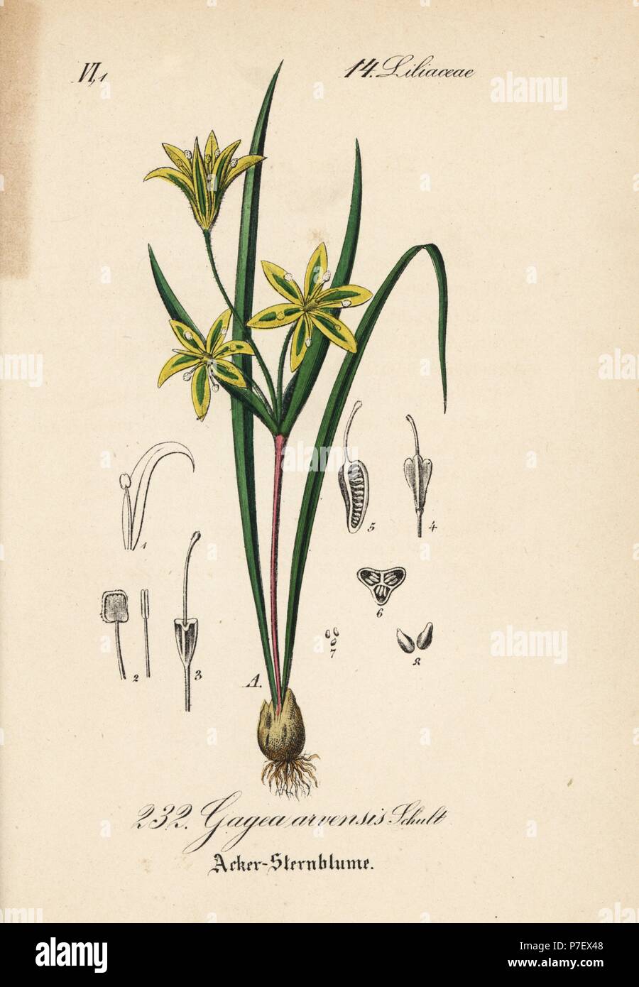 Gagea minima (Gagea arvensis). Handcoloured lithograph from Diederich von Schlechtendal's German Flora (Flora von Deutschland), Jena, 1871. Stock Photo
