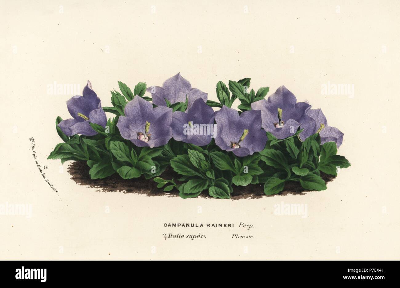 Rainer's bellflower, Campanula raineri. Handcoloured lithograph from Louis van Houtte and Charles Lemaire's Flowers of the Gardens and Hothouses of Europe, Flore des Serres et des Jardins de l'Europe, Ghent, Belgium, 1845. Stock Photo