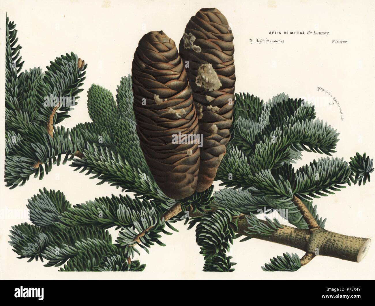 Algerian fir, Abies numidica. Critically endangered. Handcoloured lithograph from Louis van Houtte and Charles Lemaire's Flowers of the Gardens and Hothouses of Europe, Flore des Serres et des Jardins de l'Europe, Ghent, Belgium, 1867-1868. Stock Photo