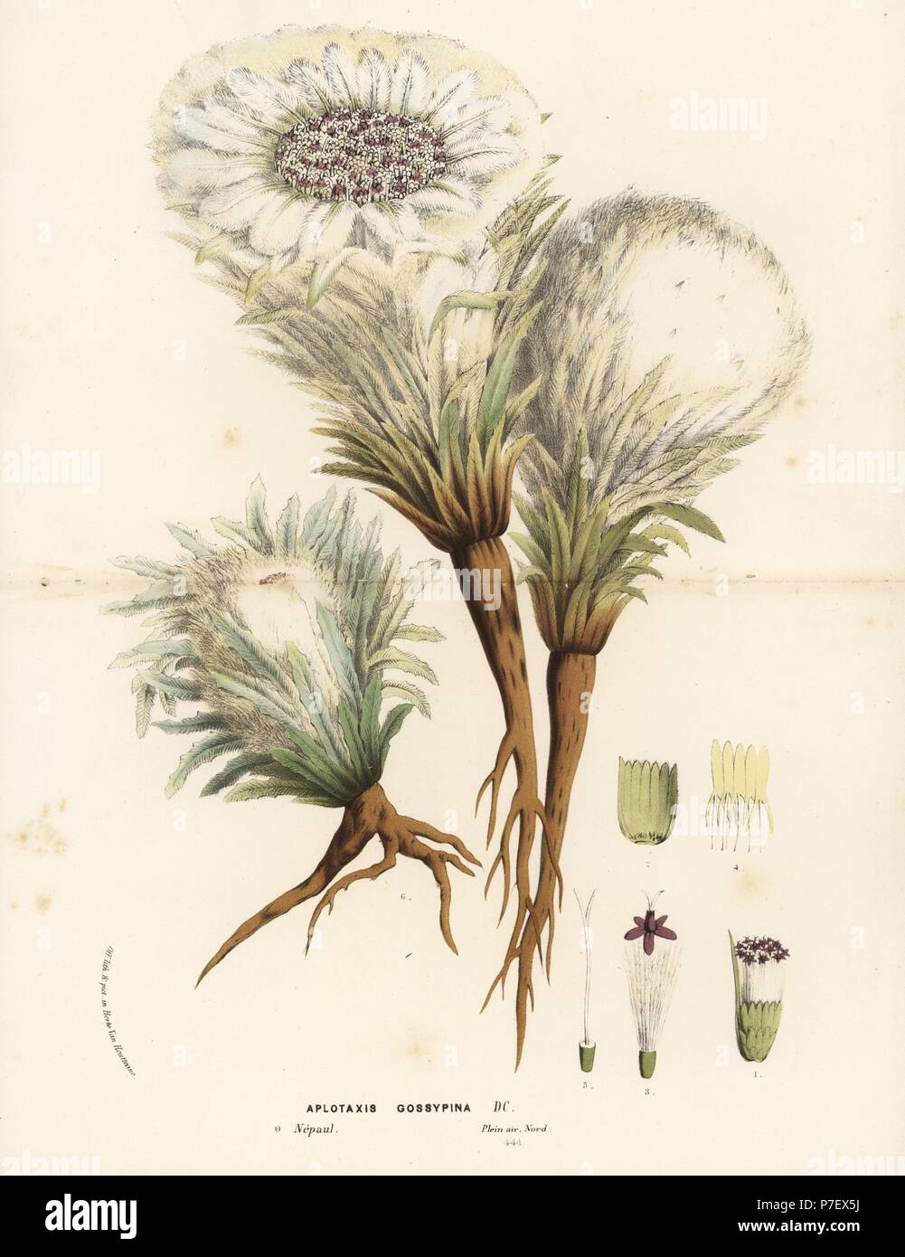 Snowball plant, Saussurea gossypiphora (Aplotaxis gossypina). Handcoloured lithograph from Louis van Houtte and Charles Lemaire's Flowers of the Gardens and Hothouses of Europe, Flore des Serres et des Jardins de l'Europe, Ghent, Belgium, 1862-65. Stock Photo
