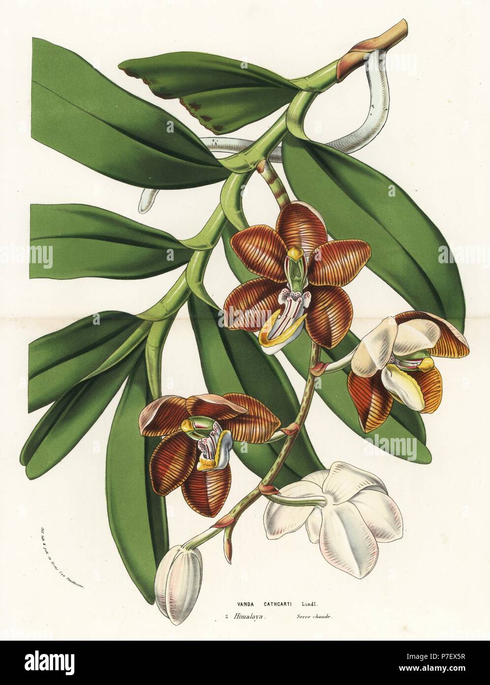 Esmeralda cathcartii orchid (Vanda cathcarti). Handcoloured lithograph from Louis van Houtte and Charles Lemaire's Flowers of the Gardens and Hothouses of Europe, Flore des Serres et des Jardins de l'Europe, Ghent, Belgium, 1870. Stock Photo
