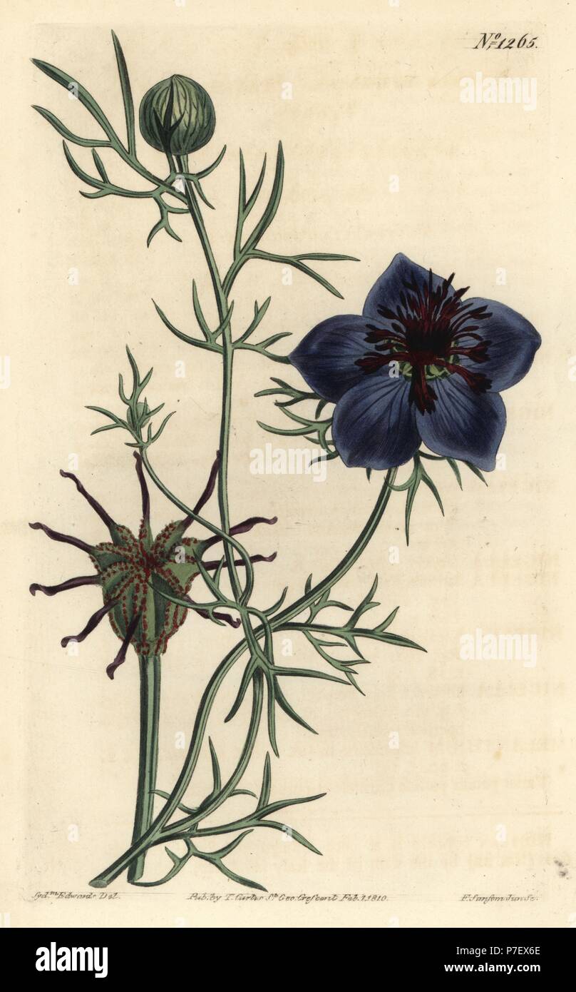 Spanish fennel-flower, Nigella hispanica. Handcoloured copperplate engraving by F. Sansom Jr. after an illustration by Sydenham Edwards from William Curtis' Botanical Magazine, T. Curtis, London, 1810. Stock Photo
