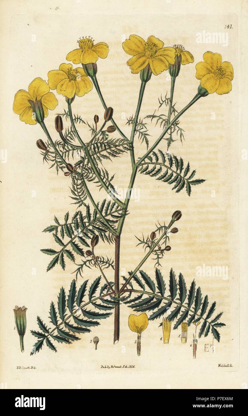 Slender-leaved tagetes, Tagetes tenuifolia. Handcoloured copperplate engraving by Weddell after a botanical illustration by Edward Dalton Smith from Robert Sweet's The British Flower Garden, Ridgeway, London, 1825. Stock Photo