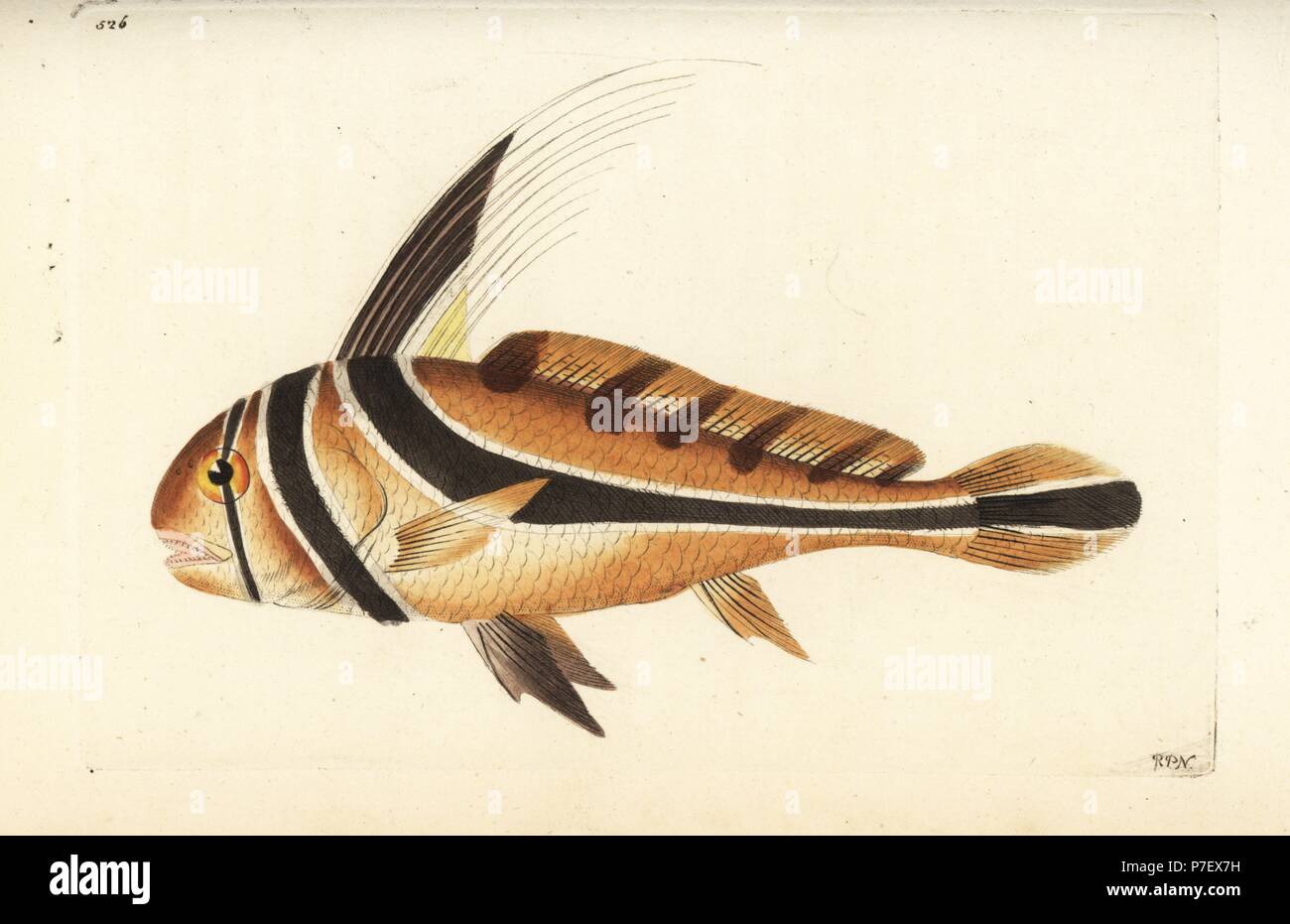 Jack knife-fish, Equetus lanceolatus (Knight fish, Eques americana). Illustration drawn and engraved by Richard Polydore Nodder. Handcoloured copperplate engraving from George Shaw and Frederick Nodder's The Naturalist's Miscellany, London, 1802. Stock Photo