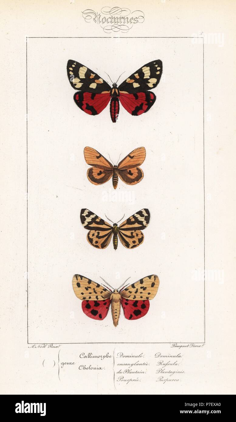 Scarlet tiger moth, Callimorpha dominula, clouded buff, Diacrisia sannio, wood tiger, Parasemia plantaginis, and purple tiger, Rhyparia purpurata. Handcoloured steel engraving by the Pauquet brothers after an illustration by Alexis Nicolas Noel from Hippolyte Lucas' Natural History of European Butterflies, Histoire Naturelle des Lepidopteres d'Europe, 1864. Stock Photo