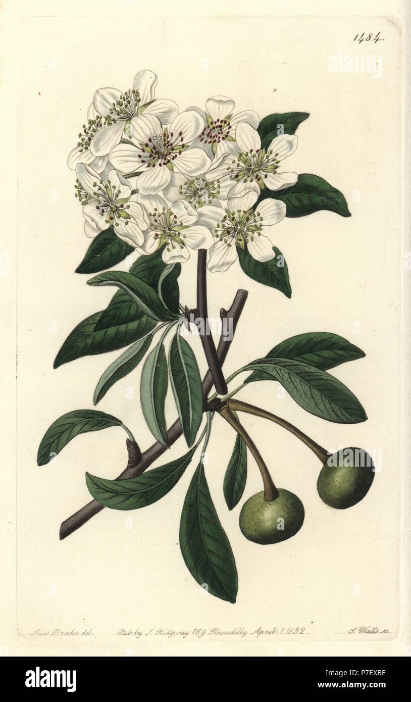 Almond-leaved pear, Pyrus amygdaliformis (Snow pear, Pyrus nivalis). Handcoloured copperplate engraving by S. Watts after an illustration by Sarah Drake from Sydenham Edwards' Botanical Register, Ridgeway, London, 1832. Stock Photo