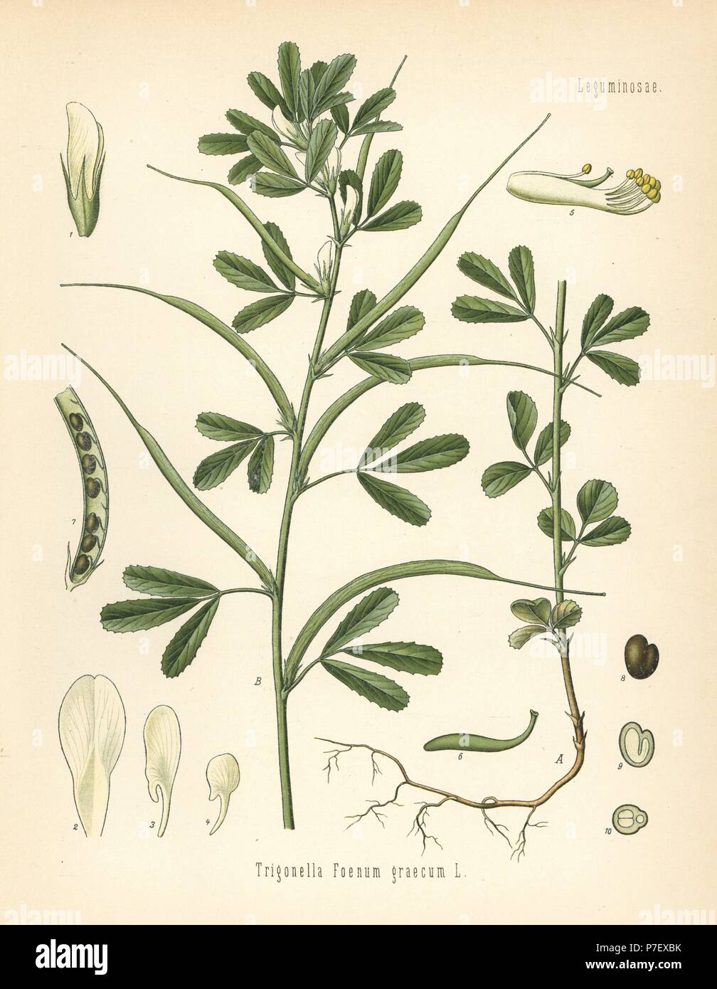 Fenugreek, Trigonella foenum-graecum. Chromolithograph after a botanical illustration from Hermann Adolph Koehler's Medicinal Plants, edited by Gustav Pabst, Koehler, Germany, 1887. Stock Photo