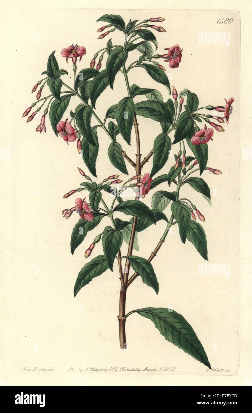 Rod-branched fuchsia, Fuchsia bacillaris. Natural hybrid between Fuchsia microphylla subsp. microphylla and Fuchsia thymifolia subsp. thymifolia. Handcoloured copperplate engraving by S. Watts after an illustration by Sarah Drake from Sydenham Edwards' Botanical Register, Ridgeway, London, 1832. Stock Photo