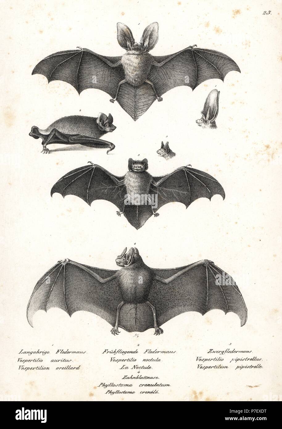 Brown long-eared bat, Plecotus auritus 1, common noctule, Nyctalus noctula 2, common pipistrelle, Pipistrellus pipistrellus 3, and striped hairy-nosed bat, Mimon crenulatum 4. Lithograph by Karl Joseph Brodtmann from Heinrich Rudolf Schinz's Illustrated Natural History of Men and Animals, 1836. Stock Photo