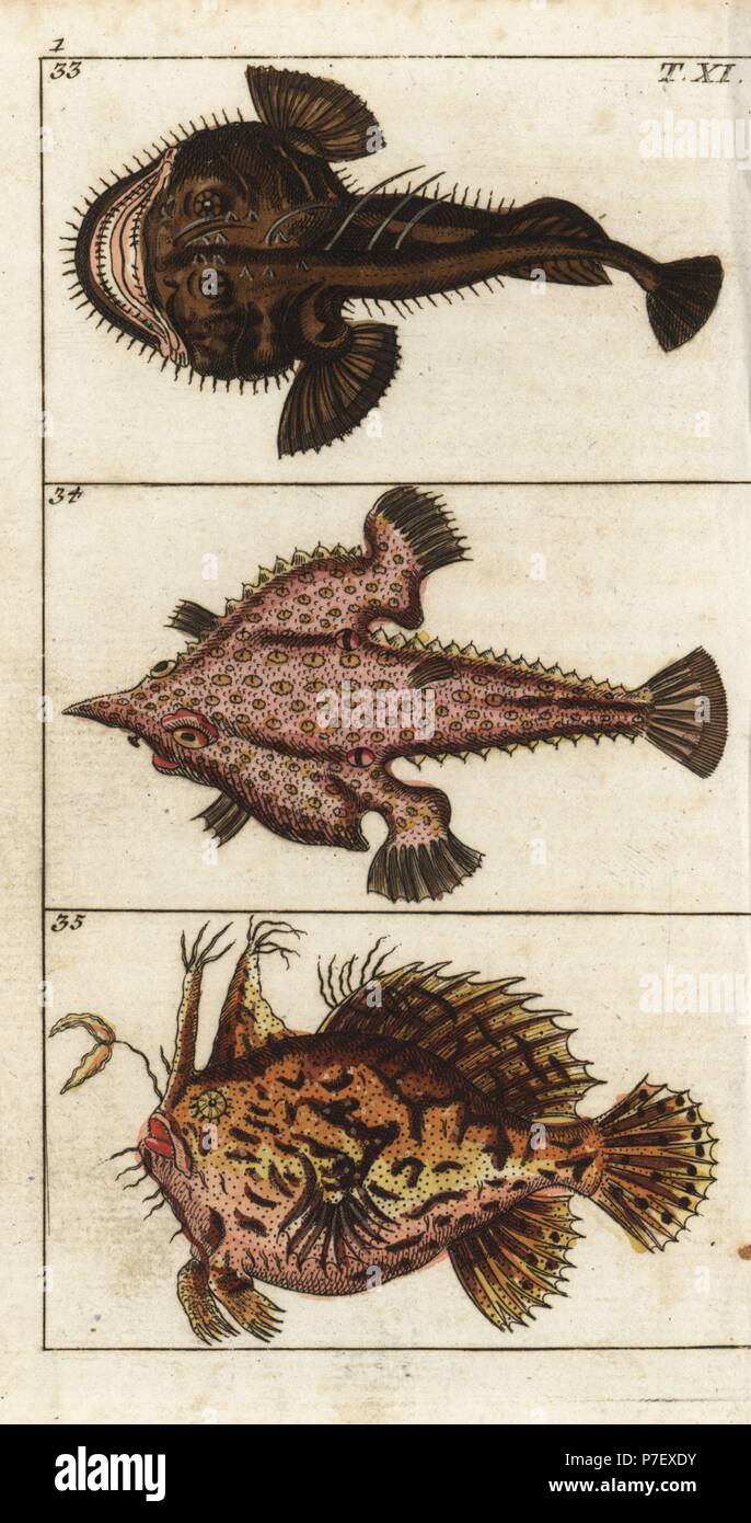 Angler or monkfish, Lophius piscatorius 33, longnose batfish, Ogcocephalus vespertilio 34, and sargassumfish, Histrio histrio 35. Handcolored copperplate engraving from Gottlieb Tobias Wilhelm's Encyclopedia of Natural History: Fish, Augsburg, 1804. Wilhelm (1758-1811) was a Bavarian clergyman and naturalist known as the German Buffon. Stock Photo