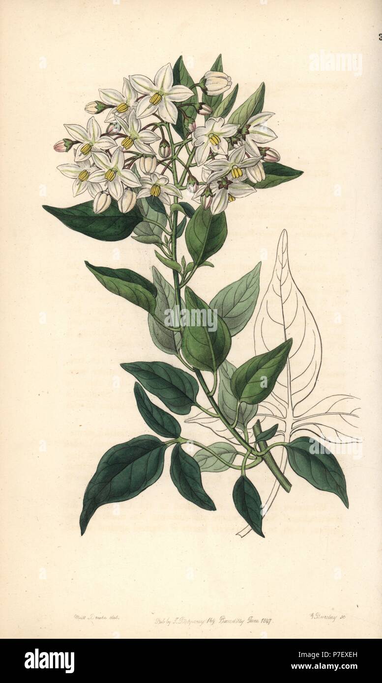 Potato vine or jasmine-leaved bittersweet, Solanum jasminoides. Handcoloured copperplate engraving by George Barclay after an illustration by Miss Sarah Drake from Edwards' Botanical Register, edited by John Lindley, London, Ridgeway, 1847. Stock Photo